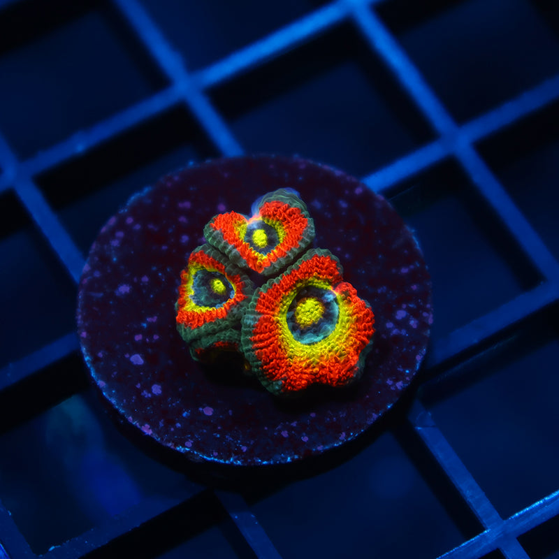 TCK HG Micromussa