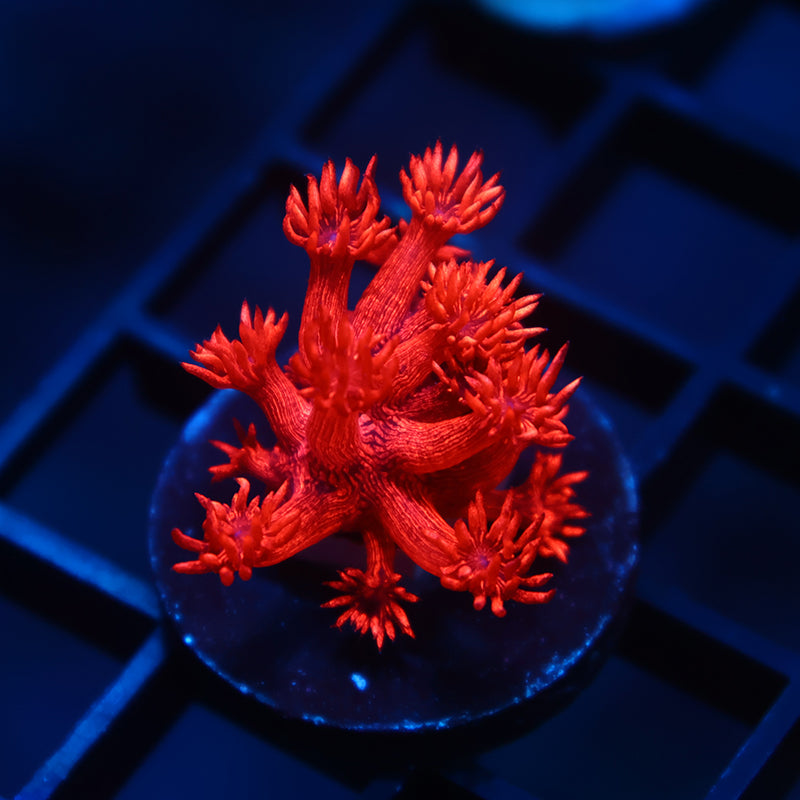 TCK Alec's Insane Red Glitter Goni