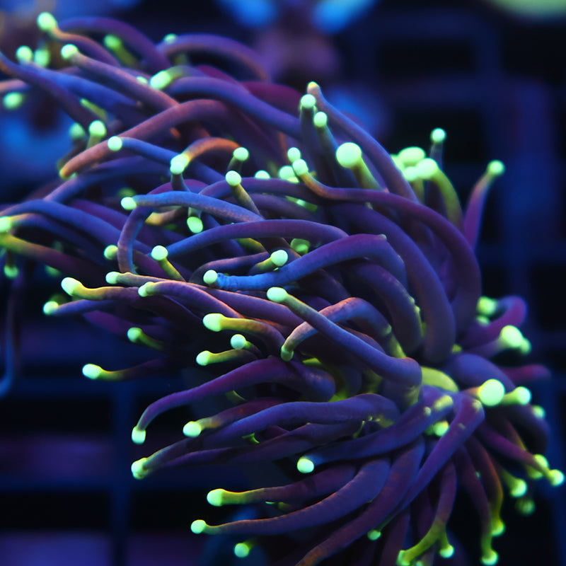 TCK Yellow Tips Indo Gold Torch