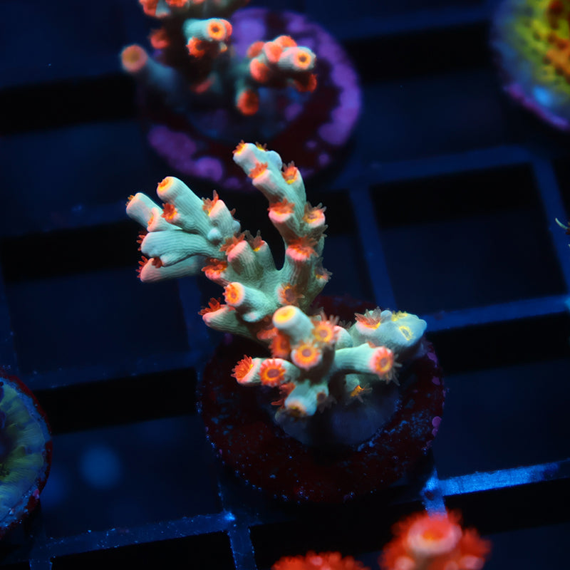 TCK Pixie Dust Speciosa