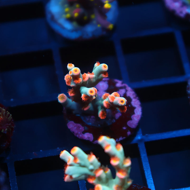 TCK Pixie Dust Speciosa