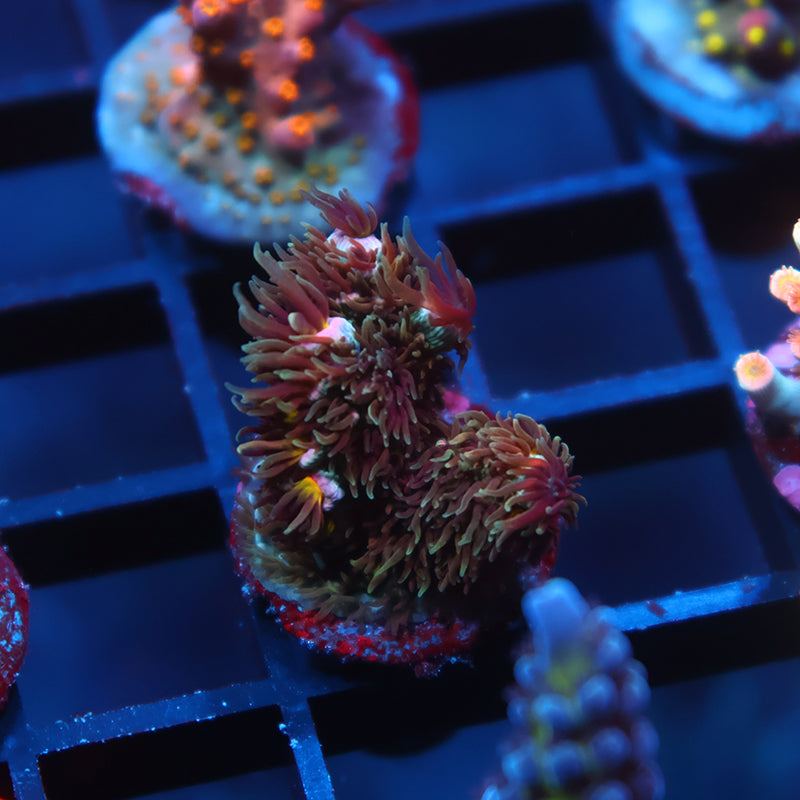 TCK Pink Immolation Malaysia Tenuis