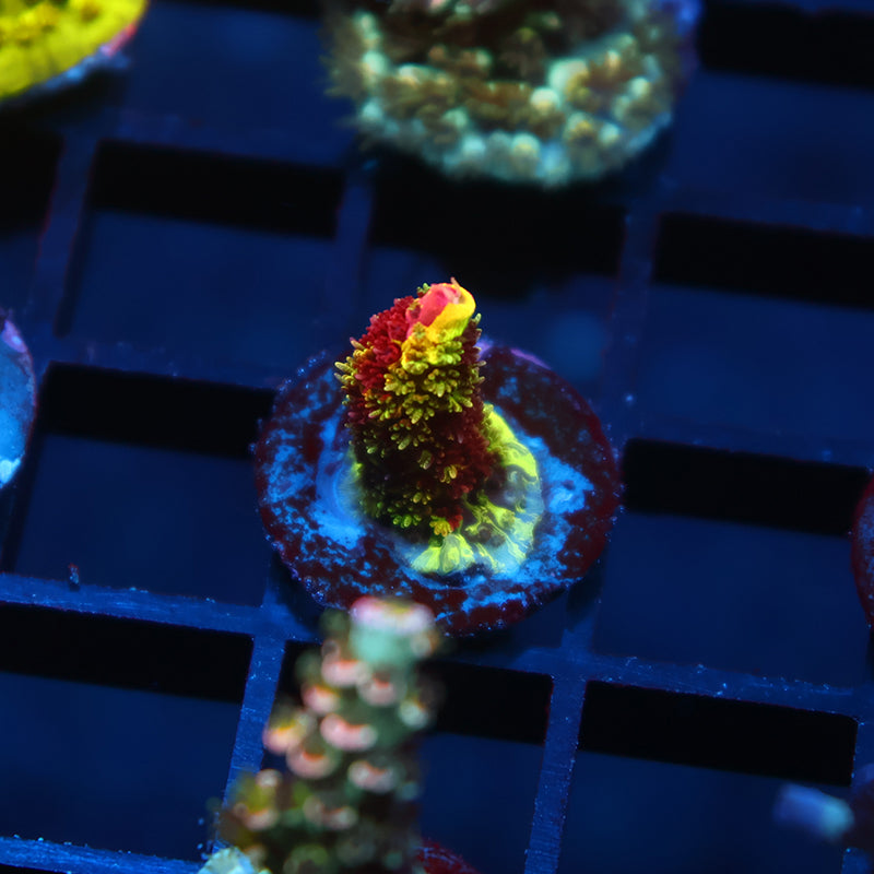 RRC Rainbow Splice