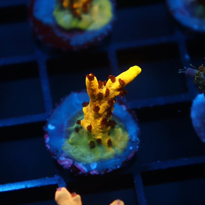 TCK Pikachu
