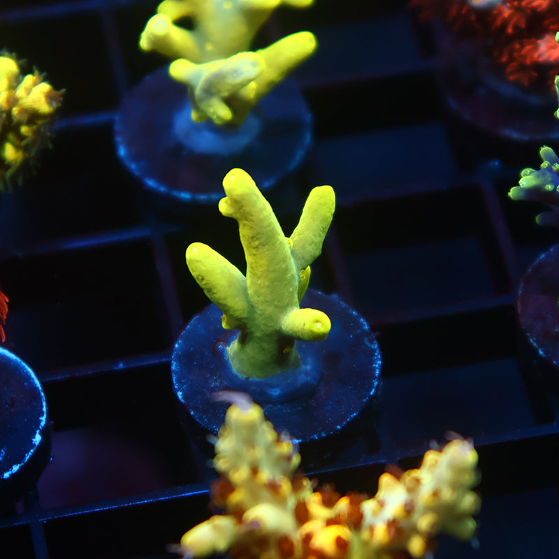 TCK Banana Suharsonoi