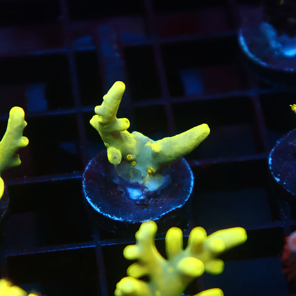 TCK Banana Suharsonoi