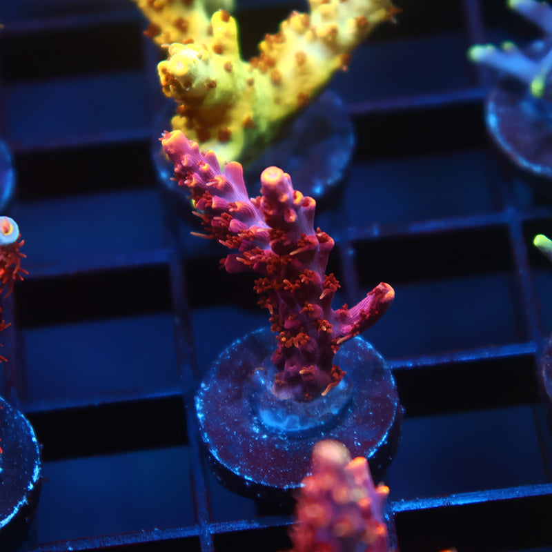 TCK Burning Bush Acro