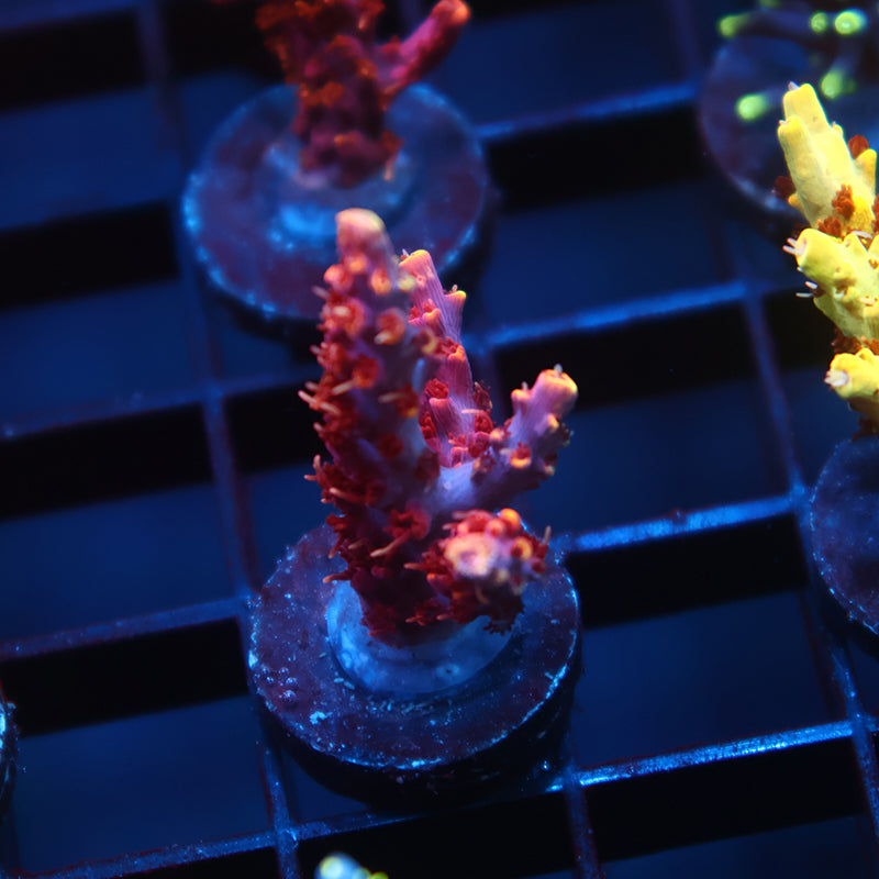 TCK Burning Bush Acro