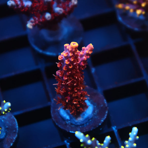 TCK Burning Bush Acro