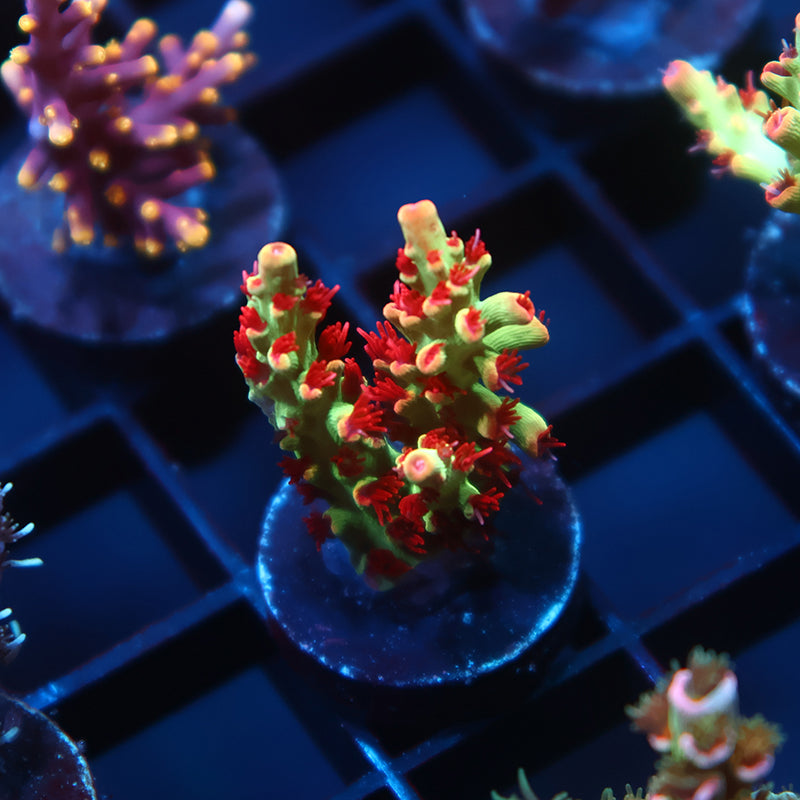 Stock Corals – TCKCorals