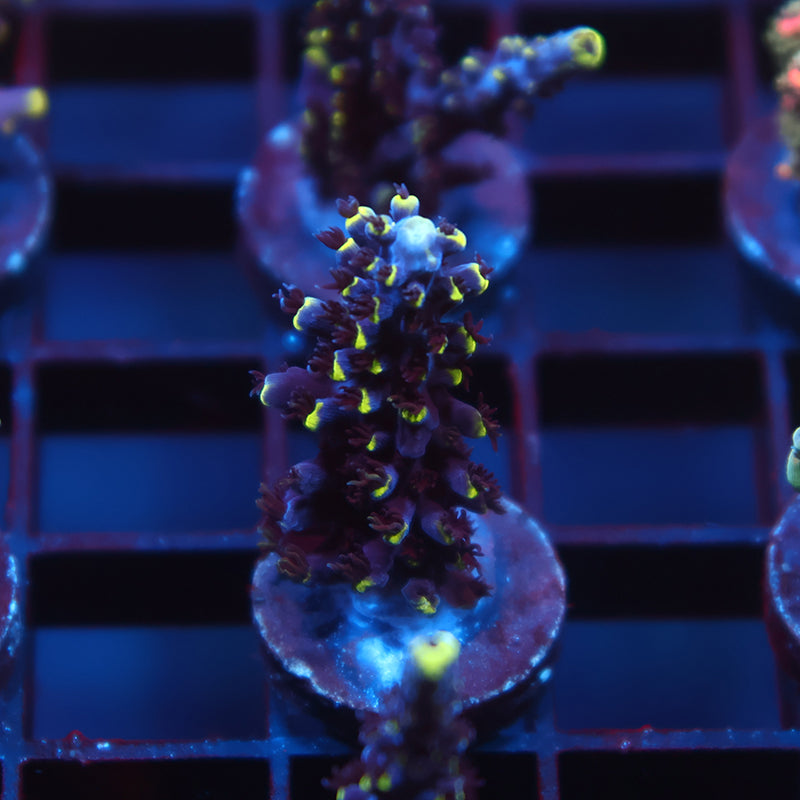 TCK Ultimate Exquisita Stag