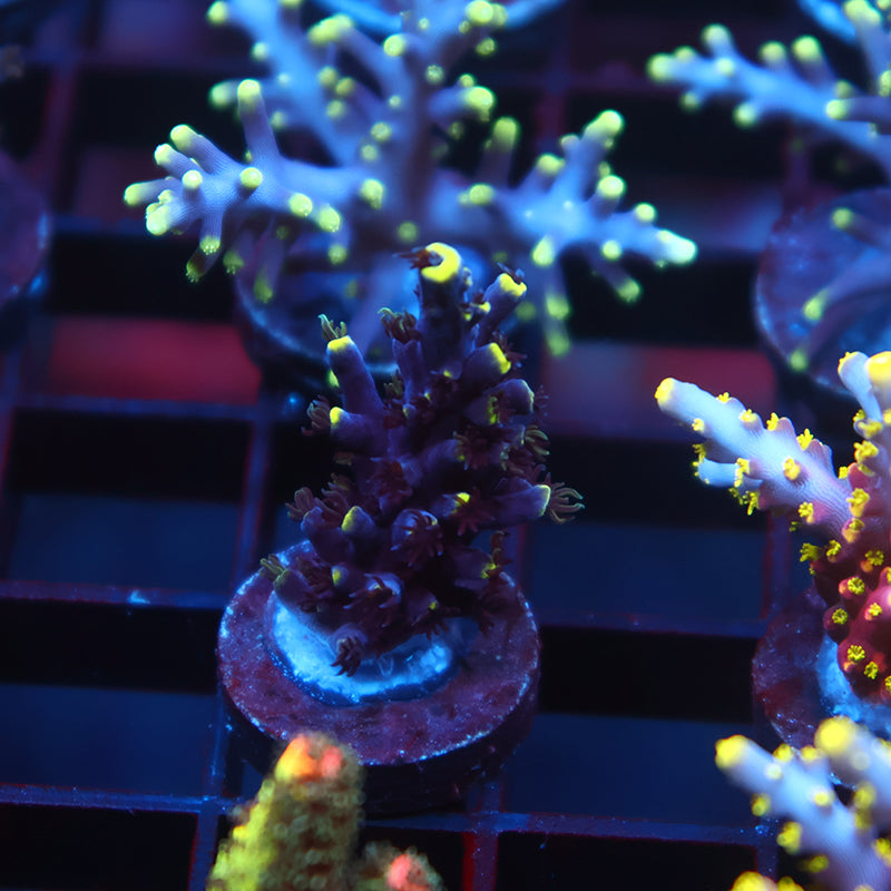 TCK Ultimate Exquisita Stag