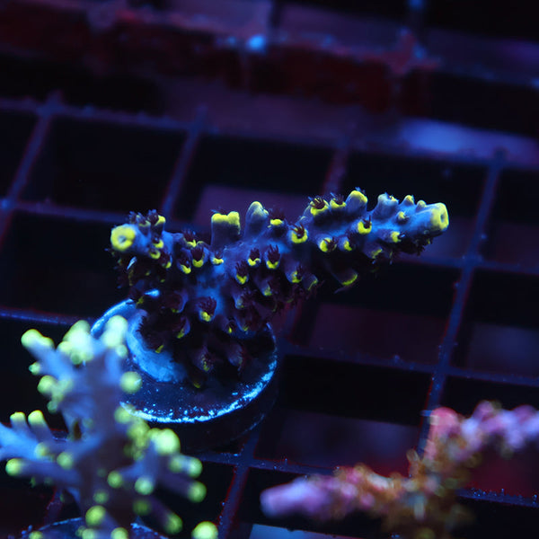 TCK Ultimate Exquisita Stag