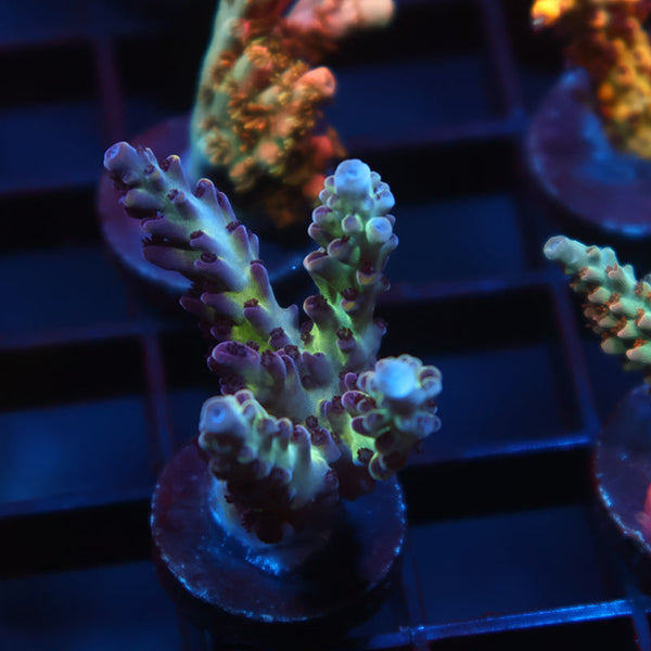 TCK Blueberry Nasuta