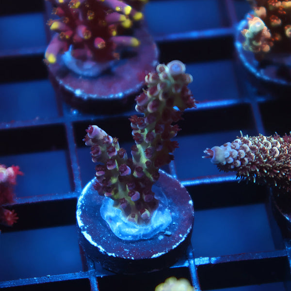 TCK Blueberry Nasuta