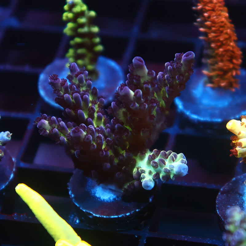 TCK Blueberry Nasuta