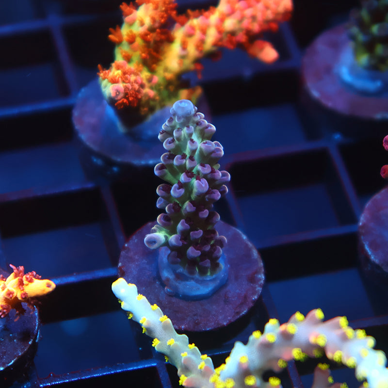 TCK Blueberry Nasuta