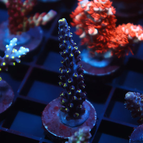 TCK Ultimate Exquisita Stag