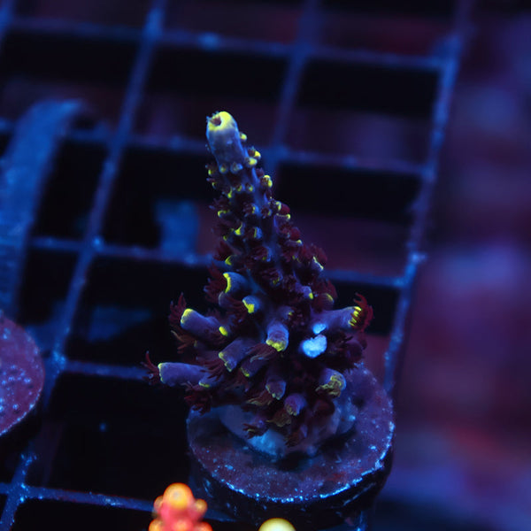 TCK Ultimate Exquisita Stag