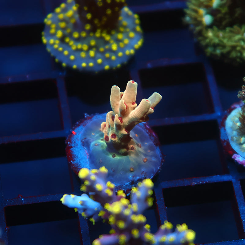 BK Chem Creme de la Creme