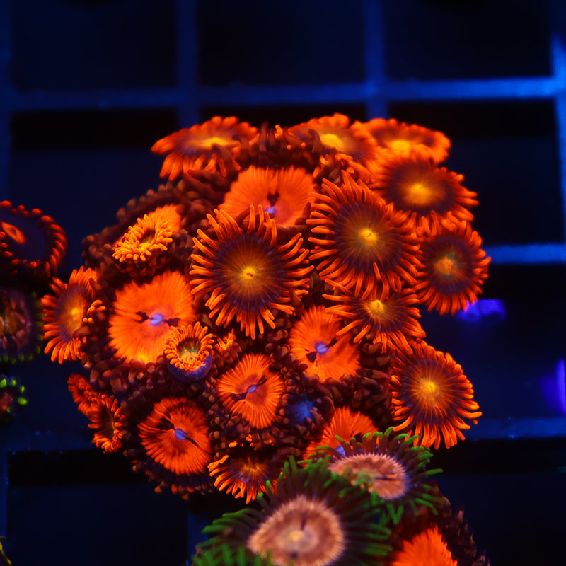 WWC Bloodsuckers with Friends