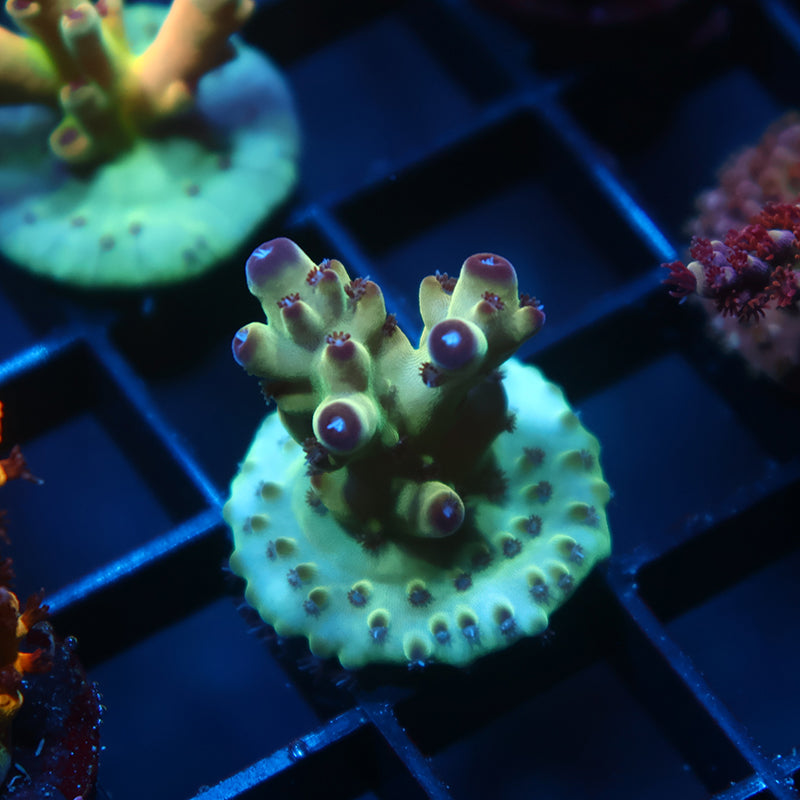 TCK Ice Granulosa