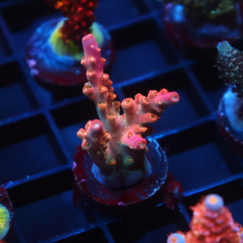 TCK Rainbow Fusion Stag