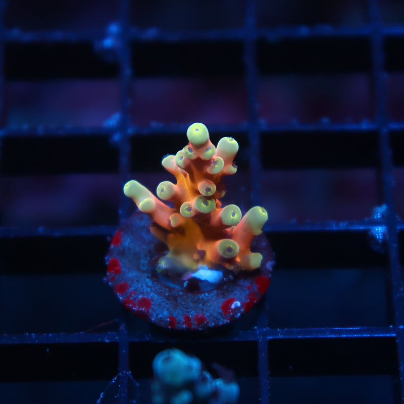 TCK Atomic Echinata