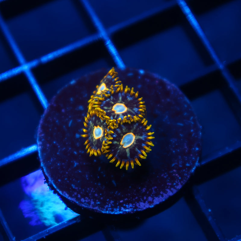Murder Hornet