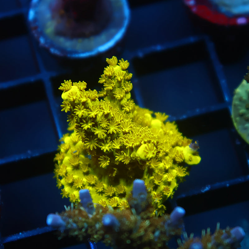 Bennet Yellow Tort