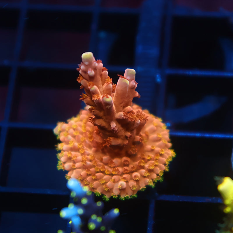 TCK Molten Core Acro