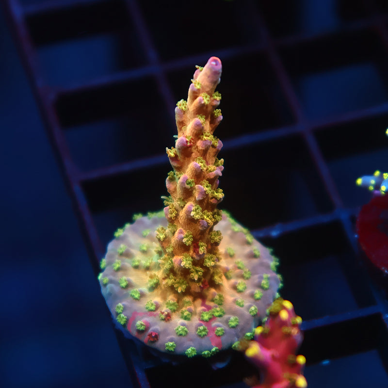 TCK Kaleidoscope