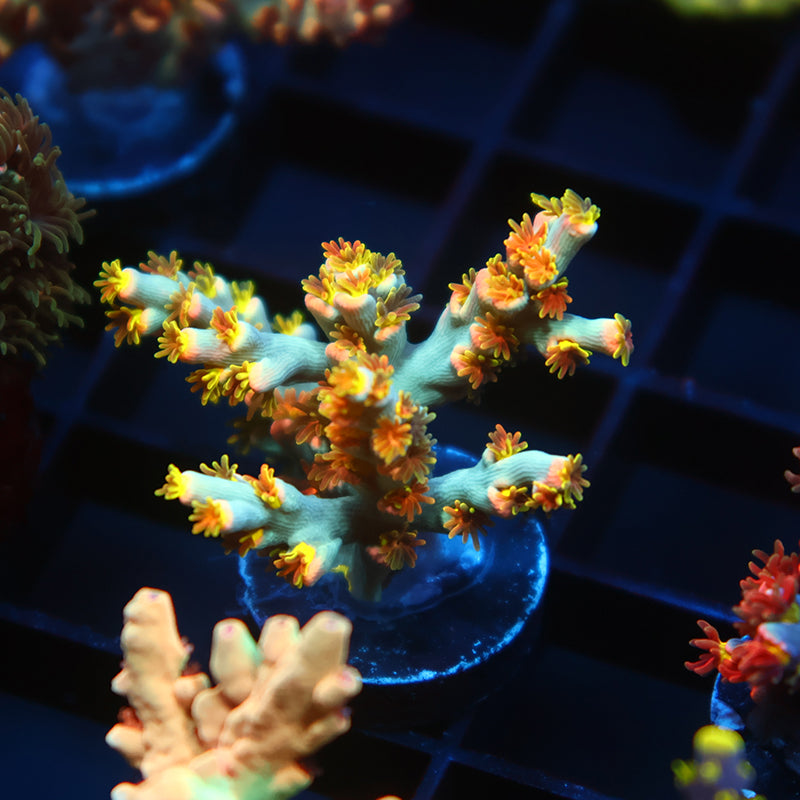 TCK Rainbow Unicorn Speciosa