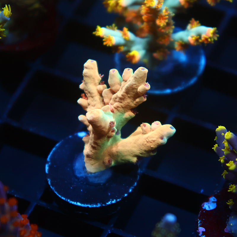 TCK Afterglow Deepwater