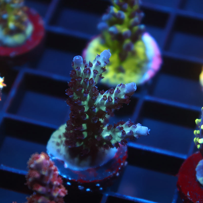 RR The Vinh