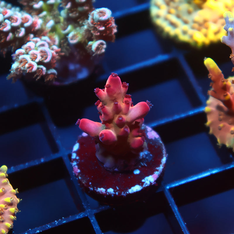 TCK Poisonberry Acro