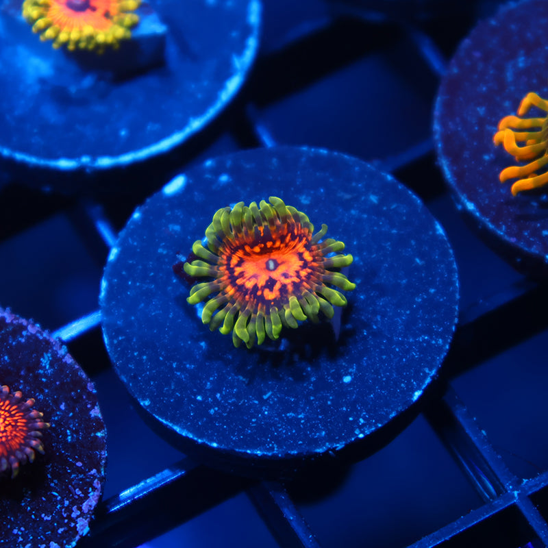 Marvin the Martian Zoas