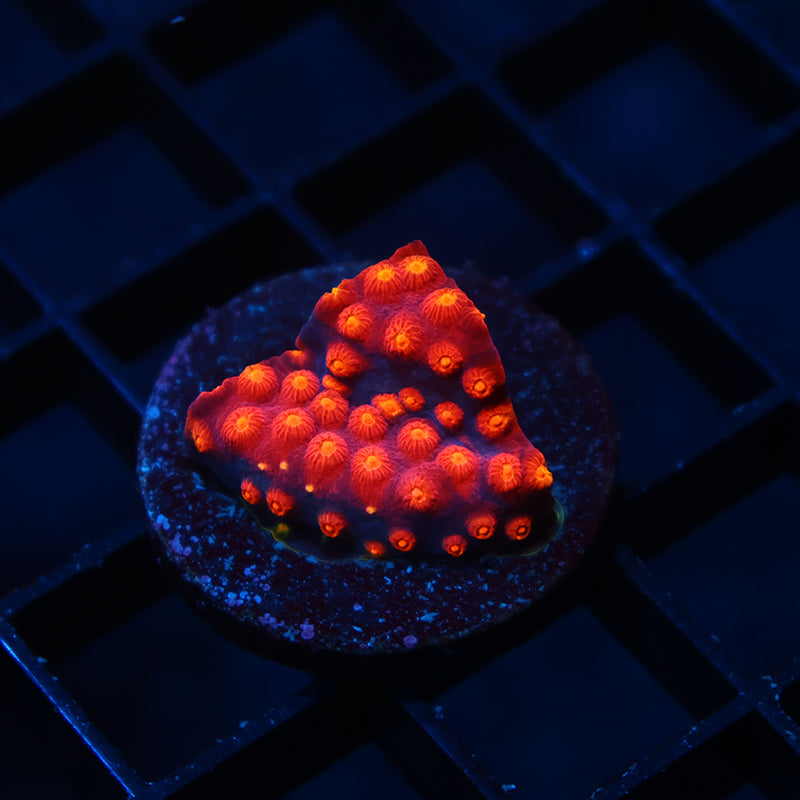 TCK Rainbow Abstract Cyphastrea