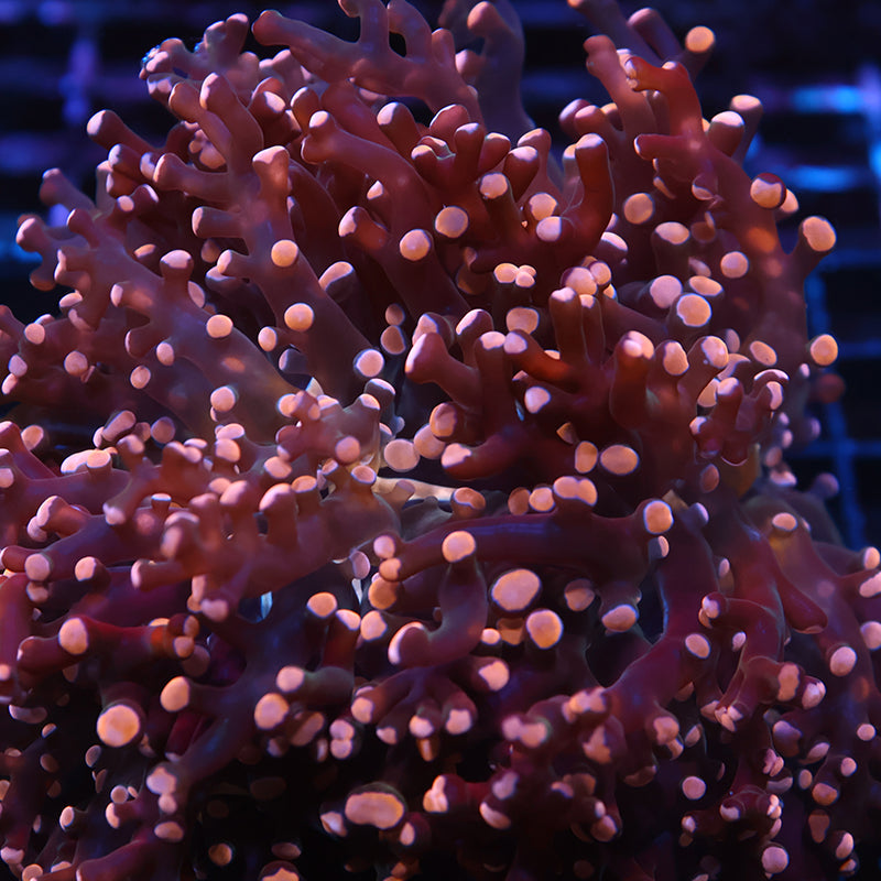 TCK Branching Gold Frogspawn