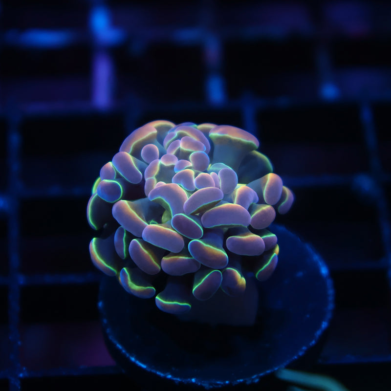 TCK Branching Hologram Hammer
