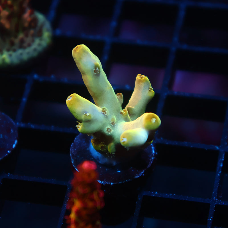 TCK Golden Rosaria