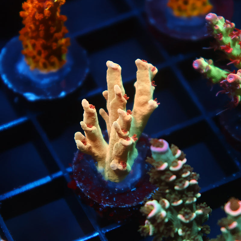 TCK Afterglow Deepwater