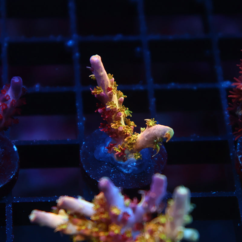 TCK Kaleidoscope
