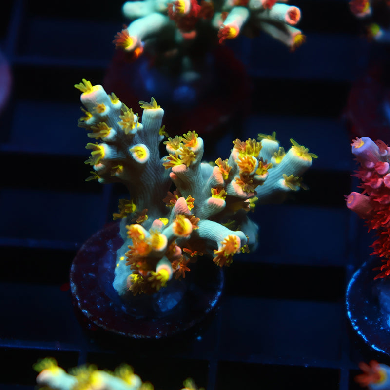 TCK Rainbow Unicorn Speciosa