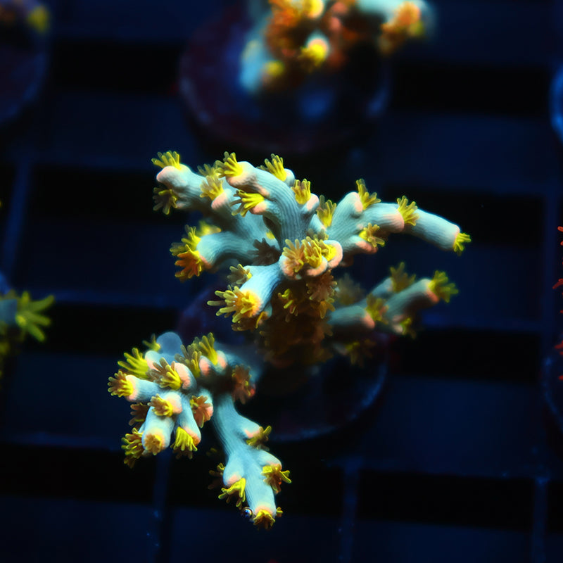TCK Rainbow Unicorn Speciosa