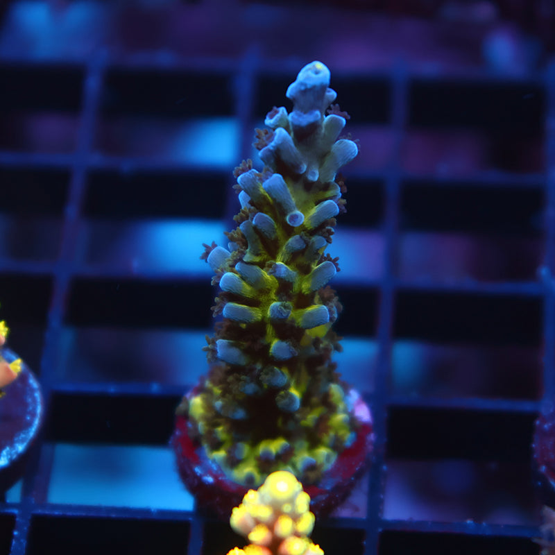 Lg TCK Powerball Bounce Mushroom – TCKCorals