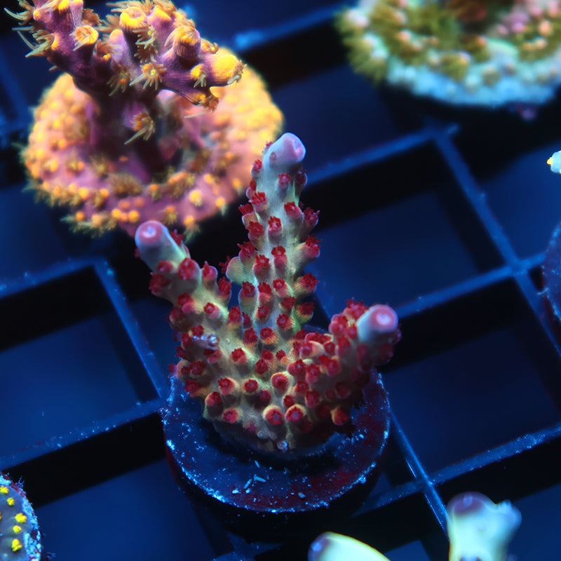 TCK Rainbow Delight