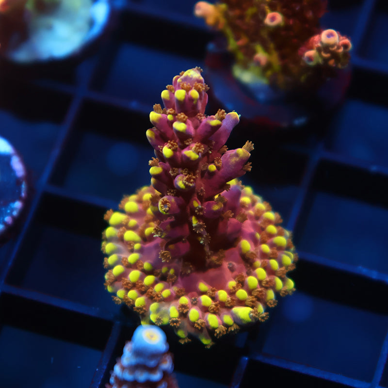 TCK New Dragon Acro