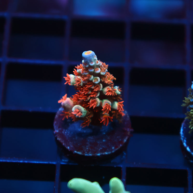 New Release TCK Laser Blaster Tenuis