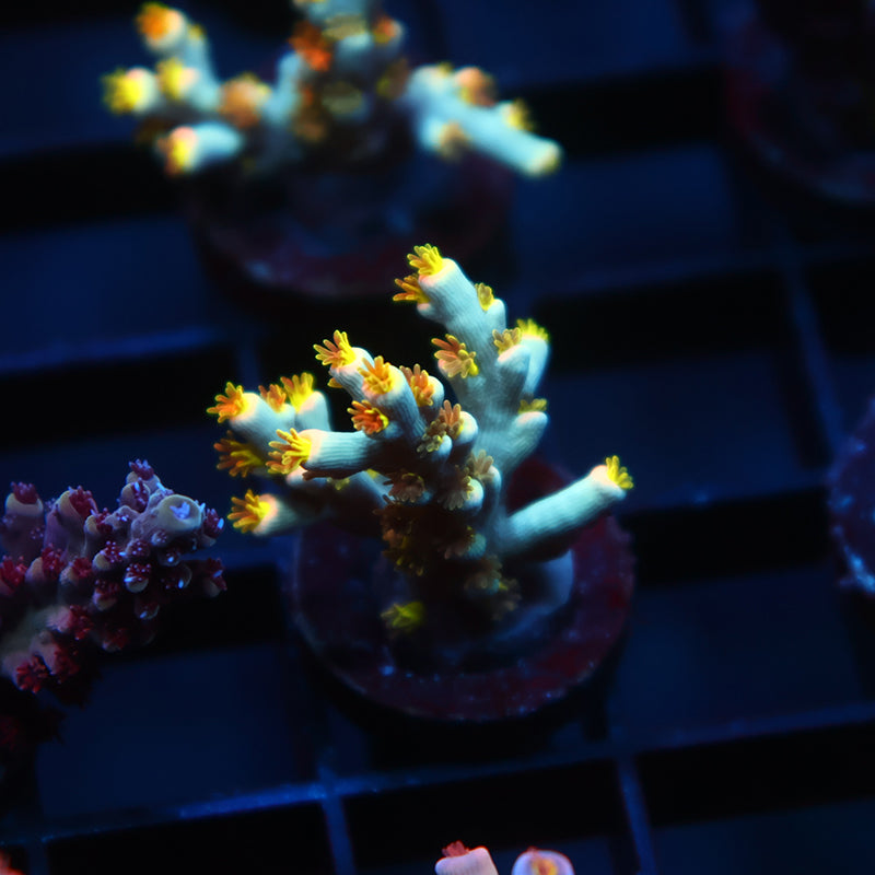 TCK Rainbow Unicorn Speciosa